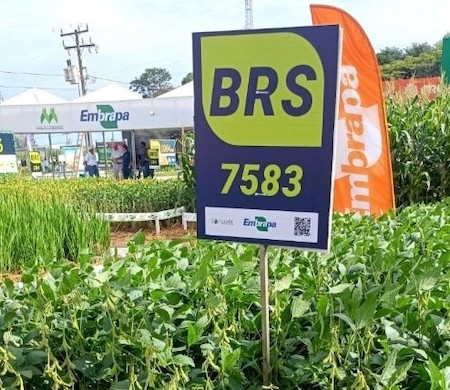 Embrapa Cerrados apresenta cultivares de soja na Tecnoshow Comigo, em Rio Verde (GO)