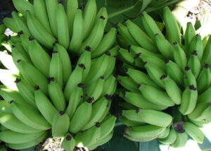 Culturas do abacaxi e da banana têm destaque na Feira Brasil na Mesa