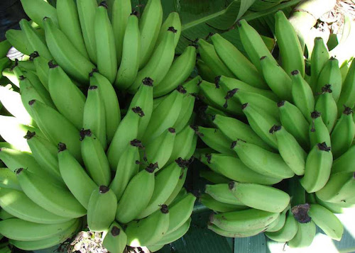  Culturas do abacaxi e da banana têm destaque na Feira Brasil na Mesa