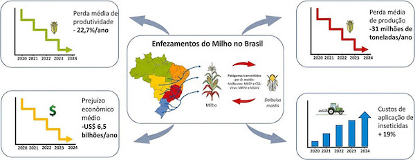 Cigarrinha-do-milho causa prejuízo de 25,8 bilhões de dólares ao País em quatro anos