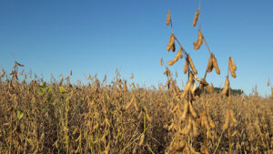 Descarbonização e combustíveis verdes pautam um dos maiores debates sobre soja do Brasil em Santa Rosa (RS)