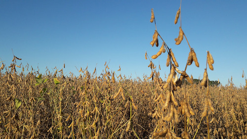 Descarbonização e combustíveis verdes pautam um dos maiores debates sobre soja do Brasil em Santa Rosa (RS)