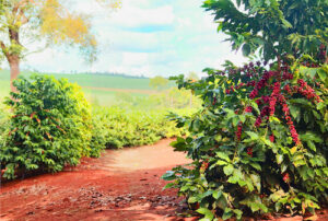 Café: manejo eficiente garante alta produtividade na safra 2026/27