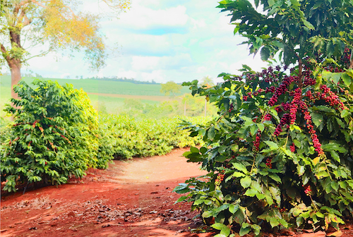 Café: manejo eficiente garante alta produtividade na safra 2026/27