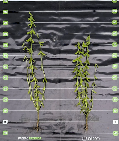 Nitro lança Stay Up e aposta em nova fronteira tecnológica para elevar produtividade da soja no Brasil
