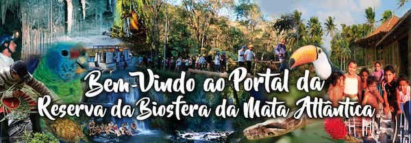 RBMA lança cartilha sobre abelhas nativas da Mata Atlântica durante curso na Ilha Anchieta