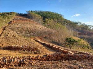 Terrenos inclinados exigem novas soluções na colheita florestal; entenda os desafios