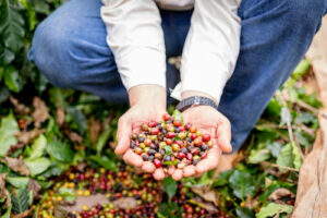 Onde o Grão Vira História: A Força da Rota do Café Paulista