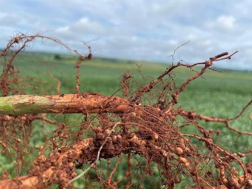 Escalada do preço dos fertilizantes exige maior atenção do produtor à eficiência nutricional e impulsiona biossoluções