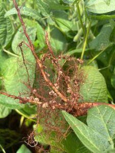 Escalada do preço dos fertilizantes exige maior atenção do produtor à eficiência nutricional e impulsiona biossoluções