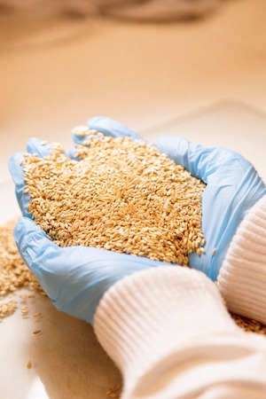 Diante da volatilidade do mercado, antecipação do planejamento forrageiro se torna estratégia eficaz na pecuária