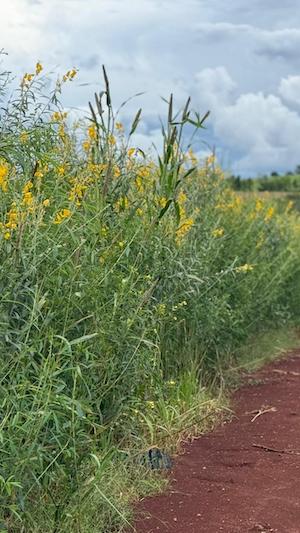 Com atraso nas operações de soja e milho, plantas de cobertura podem ajudar a reduzir os riscos