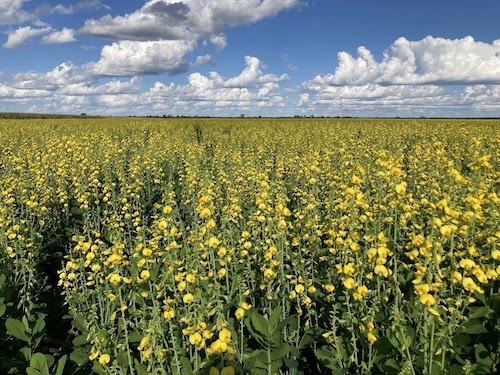 Com atraso nas operações de soja e milho, plantas de cobertura podem ajudar a reduzir os riscos
