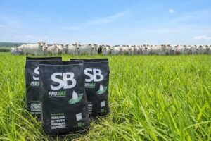 Diante da volatilidade do mercado, antecipação do planejamento forrageiro se torna estratégia eficaz na pecuária