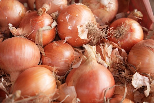 Avanços em genética e tecnologia para cebolicultores ganham destaque em eventos em Ituporanga (SC)