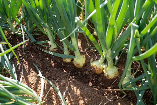 Avanços em genética e tecnologia para cebolicultores ganham destaque em eventos em Ituporanga (SC)