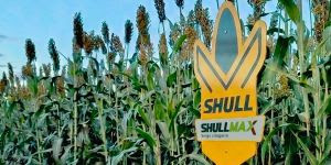 Shull Seeds lança Shullmax, híbrido de sorgo silageiro de alta performance
