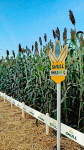 Shull Seeds lança Shullmax, híbrido de sorgo silageiro de alta performance