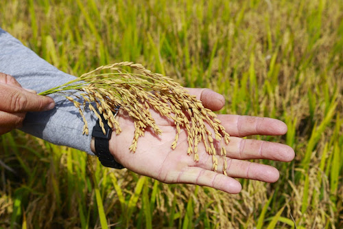Instabilidade geopolítica no estreito de Ormuz prejudica produção de arroz em Santa Catarina