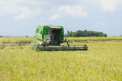 Instabilidade geopolítica no estreito de Ormuz prejudica produção de arroz em Santa Catarina