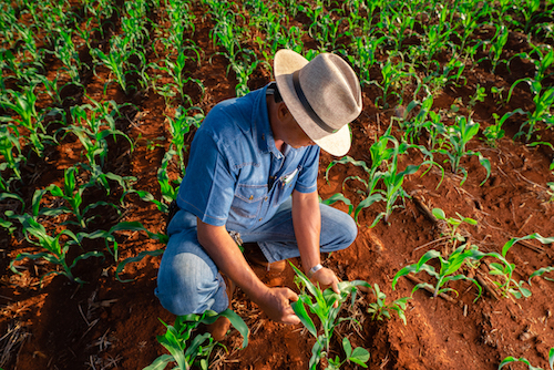 Agro brasileiro alia produção recorde a práticas consolidadas de sustentabilidade