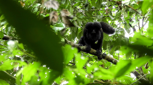 Suzano conecta área equivalente a mais de 200 mil campos de futebol por meio de corredores ecológicos em quatro anos