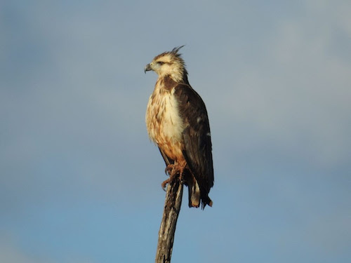 Suzano conecta área equivalente a mais de 200 mil campos de futebol por meio de corredores ecológicos em quatro anos
