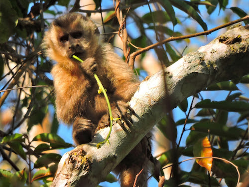 Suzano conecta área equivalente a mais de 200 mil campos de futebol por meio de corredores ecológicos em quatro anos