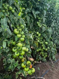 Período chuvoso desafia tomaticultores e exige híbridos mais tolerantes e adaptados no campo