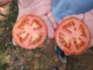 Período chuvoso desafia tomaticultores e exige híbridos mais tolerantes e adaptados no campo