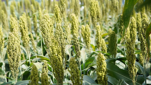 Pavilhão de Tecnologia será novidade da Tecnoshow COMIGO 2026