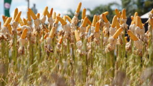 Pavilhão de Tecnologia será novidade da Tecnoshow COMIGO 2026