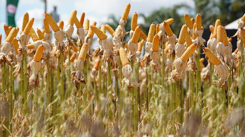 Pavilhão de Tecnologia será novidade da Tecnoshow COMIGO 2026