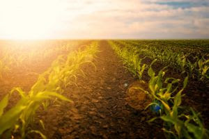 7 fatos sobre o Ciclo Solar 25 que afetam diretamente a agricultura de precisão no Brasil