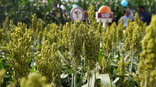 Instituições conectam inovação, pesquisa e campo na Tecnoshow COMIGO 2026