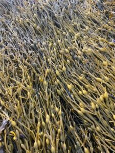 Soluções naturais ajudam pomares a manter produtividade mesmo em situações de estresse