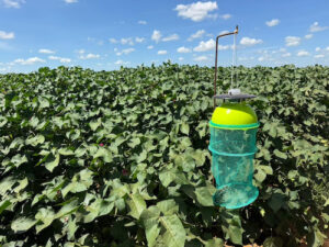 Produtores de algodão lançam iniciativa para fortalecer o manejo integrado de pragas e o combate a doenças nas lavouras