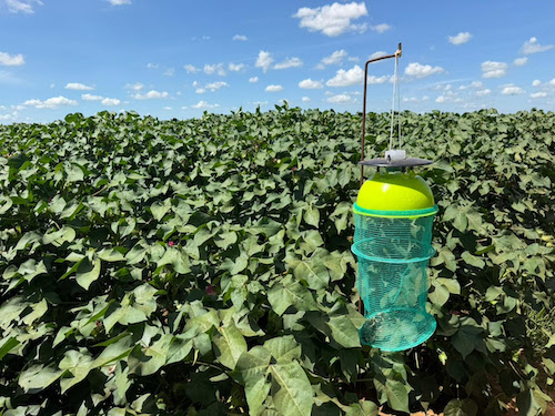 Produtores de algodão lançam iniciativa para fortalecer o manejo integrado de pragas e o combate a doenças nas lavouras