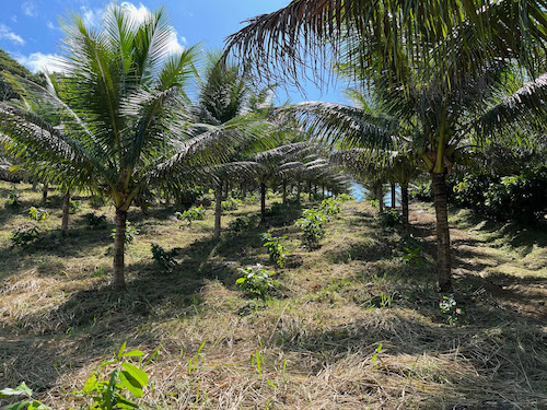 Simpósio em São José do Rio Preto projeta interior paulista como nova fronteira da produção de cacau