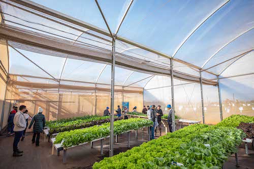 Open Field Day completa 20 anos como vitrine de inovação em horticultura
