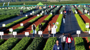 Open Field Day completa 20 anos como vitrine de inovação em horticultura