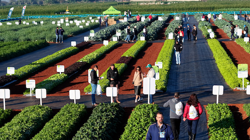 Open Field Day completa 20 anos como vitrine de inovação em horticultura