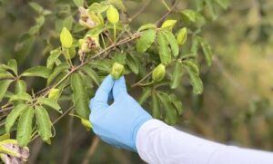 Microrganismos da Caatinga, adaptados a condições extremas, podem gerar bioinsumos eficazes em condições de seca e baixa fertilidade do solo