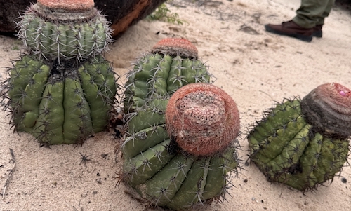 Microrganismos da Caatinga, adaptados a condições extremas, podem gerar bioinsumos eficazes em condições de seca e baixa fertilidade do solo