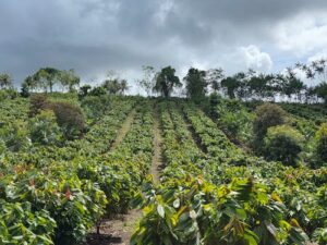 Belterra Agroflorestas avança em consolidação com aporte inédito no segmento e expansão de modelo agroflorestal