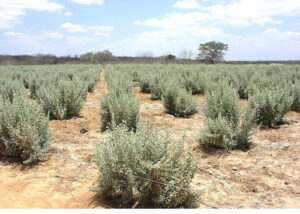 Microrganismos raros viabilizam cultivo de milho em solos afetados por excesso de sal