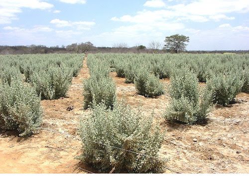 Microrganismos raros viabilizam cultivo de milho em solos afetados por excesso de sal