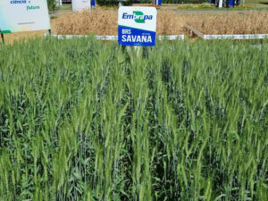 Trigo: novas cultivares da Embrapa ampliam perspectivas de expansão da triticultura no Cerrado