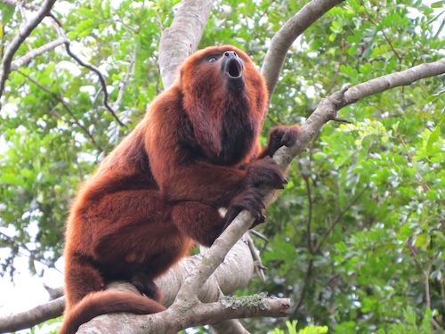  Governo de SP lança plataforma inédita para monitoramento da biodiversidade com inteligência geoespacial