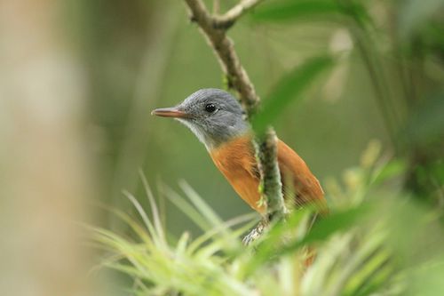  Governo de SP lança plataforma inédita para monitoramento da biodiversidade com inteligência geoespacial